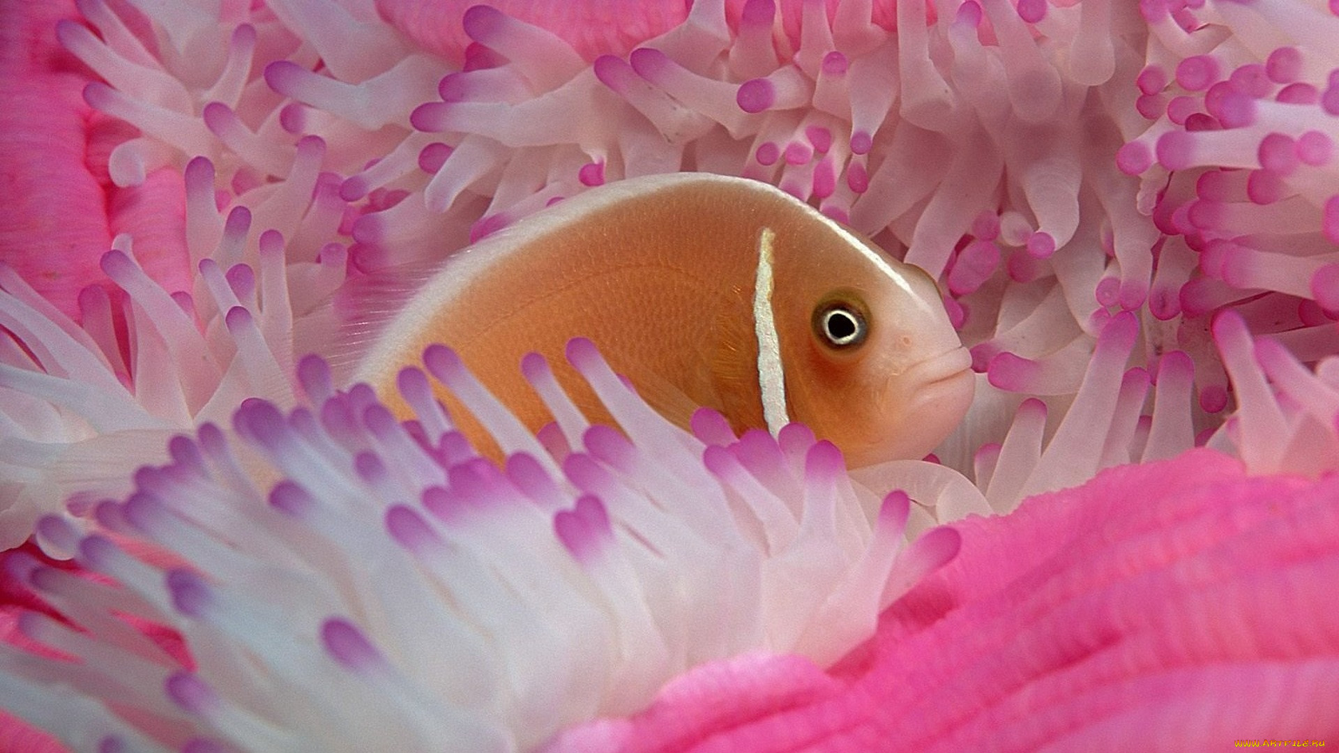 розовая рыба фото
